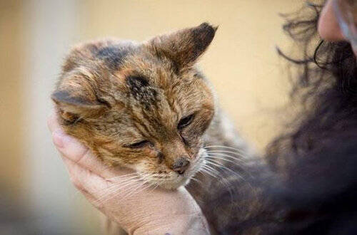 人間なら114歳 ギネス認定された世界最高齢の猫はケンタッキーが大好き 14年5月23日 エキサイトニュース