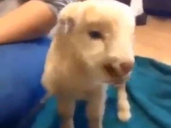 鳴き声がすばらしいと絶賛されていた子ヤギ 動画 14年6月7日 エキサイトニュース