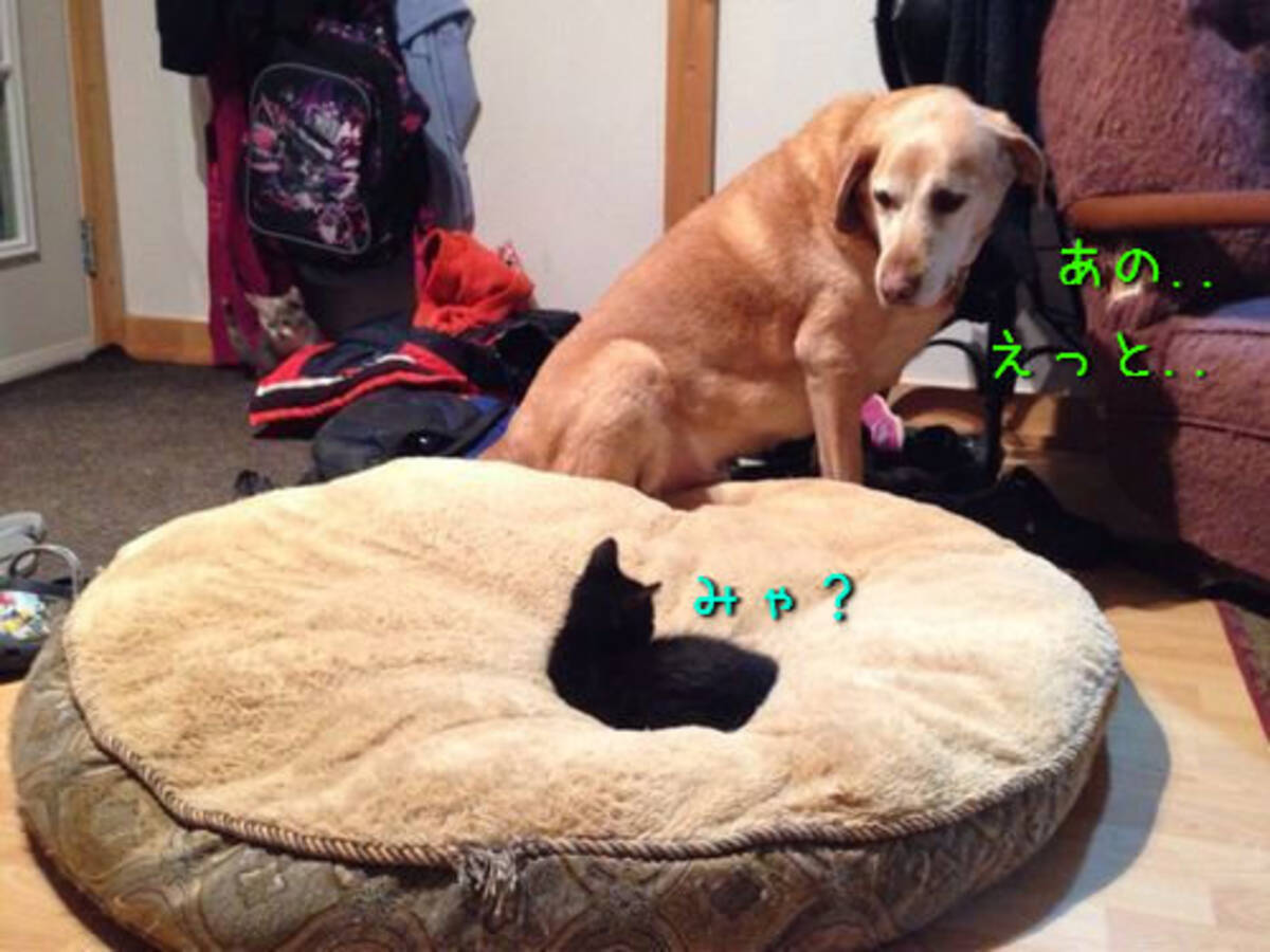 これは切ない 猫にベッドを奪われてしまった哀れな犬たちの写真22枚 14年6月18日 エキサイトニュース