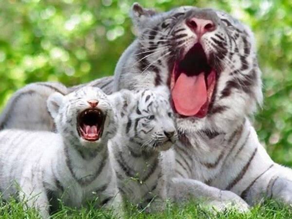 大きくても やはり猫なんだなぁ と思う ネコ科の動物たちのキュートな写真枚 14年6月22日 エキサイトニュース