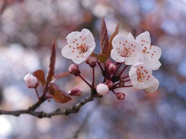 外国人 日本の風景に感激したよ 桜の花びらが川を埋め尽くしてるんだ 海外の反応いろいろ 14年6月26日 エキサイトニュース