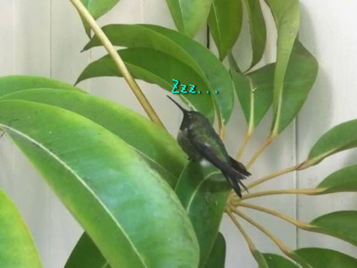 ハチドリが葉っぱの上で居眠りすると こんなことになるんだ 動画 14年7月17日 エキサイトニュース