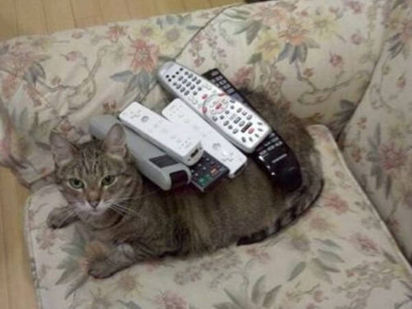 猫よ どいてもらえないか テレビを見るのに邪魔な猫たちの写真いろいろ 14年9月1日 エキサイトニュース