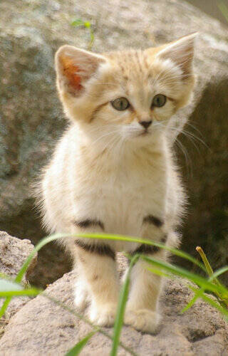 正直 スナネコよりかわいい生き物なんていないと思う 子猫と間違われていた写真 14年9月5日 エキサイトニュース