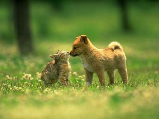 クアッカワラビーより幸せそうな動物なんて他にいるの かわいい写真が人気に 2013年1月9日 エキサイトニュース