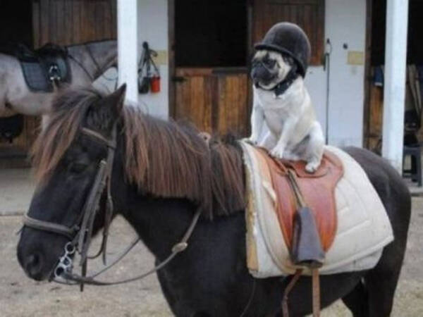 犬が馬に騎乗すると おもしろカッコいい 写真いろいろ 14年10月28日 エキサイトニュース