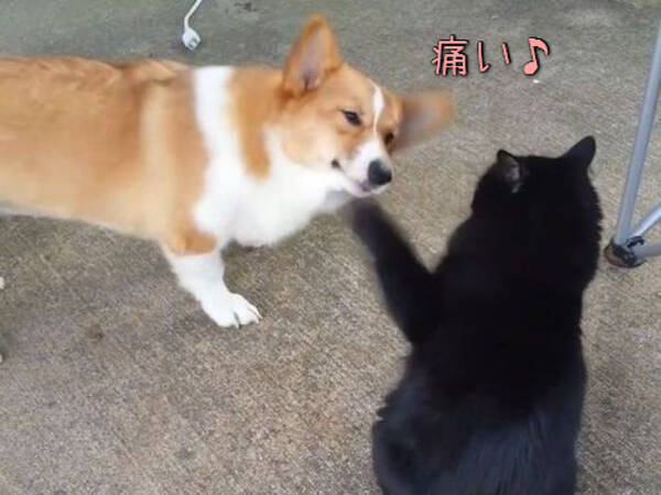 どんなに猫パンチを食らっても めげないコーギー犬 動画 14年11月1日 エキサイトニュース