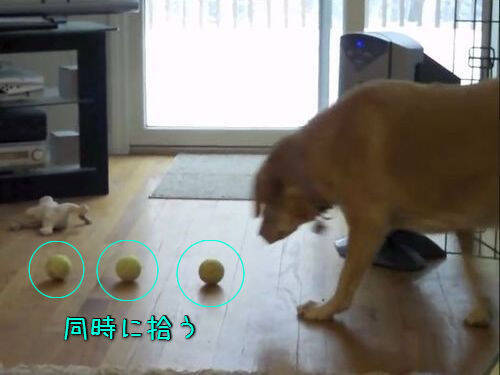 テニスボールを3つ同時に拾える犬 顔がステキ 動画 14年11月13日 エキサイトニュース