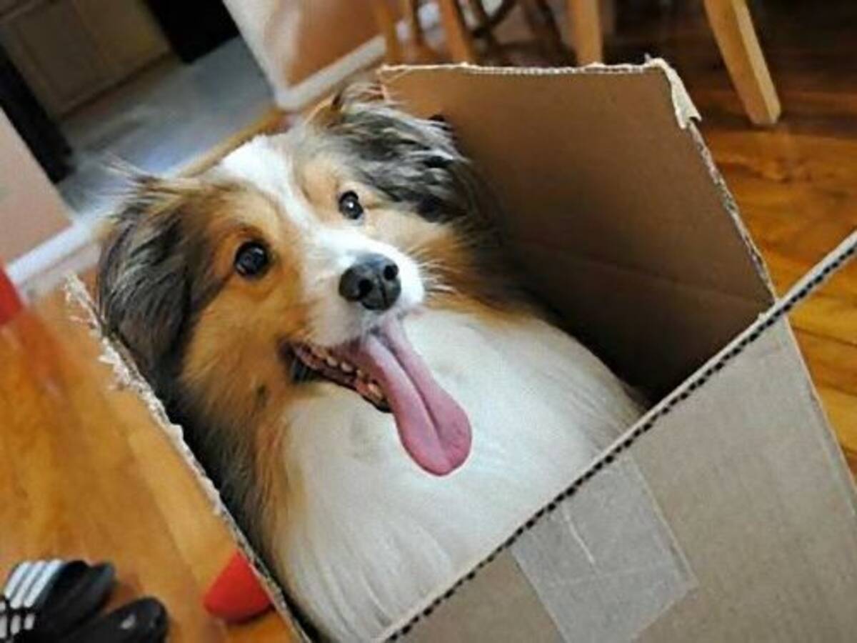 犬だってダンボール箱が好き 完全に自分のものと思っている写真13枚 14年12月21日 エキサイトニュース