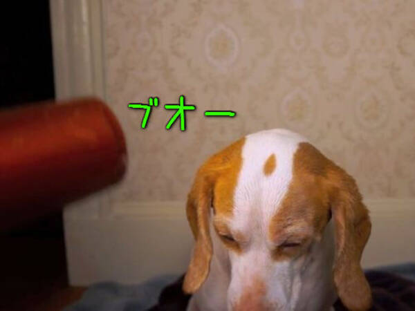 犬 あ その風 気持ちいい もっと ドライヤーに病みつきになる 動画 15年1月13日 エキサイトニュース