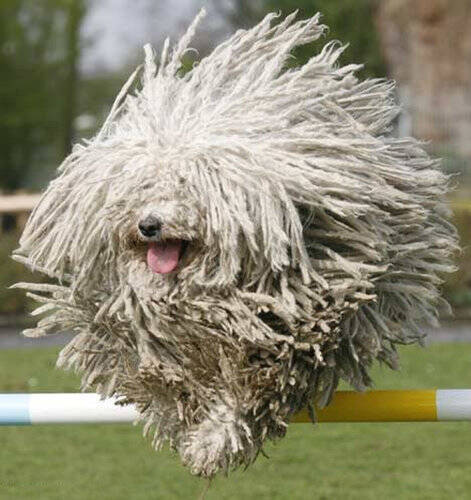 この犬 アレに似てない ハンガリーの番犬 コモンドール のユニークな姿が人気を呼ぶ 15年1月27日 エキサイトニュース