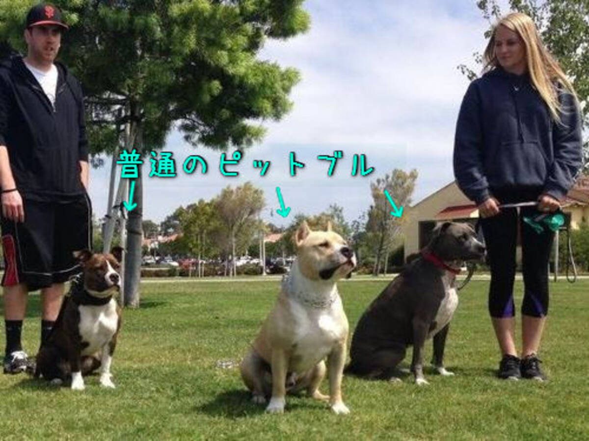 大きすぎて怖い 世界最大のピットブルがこちら 動画 15年2月13日 エキサイトニュース