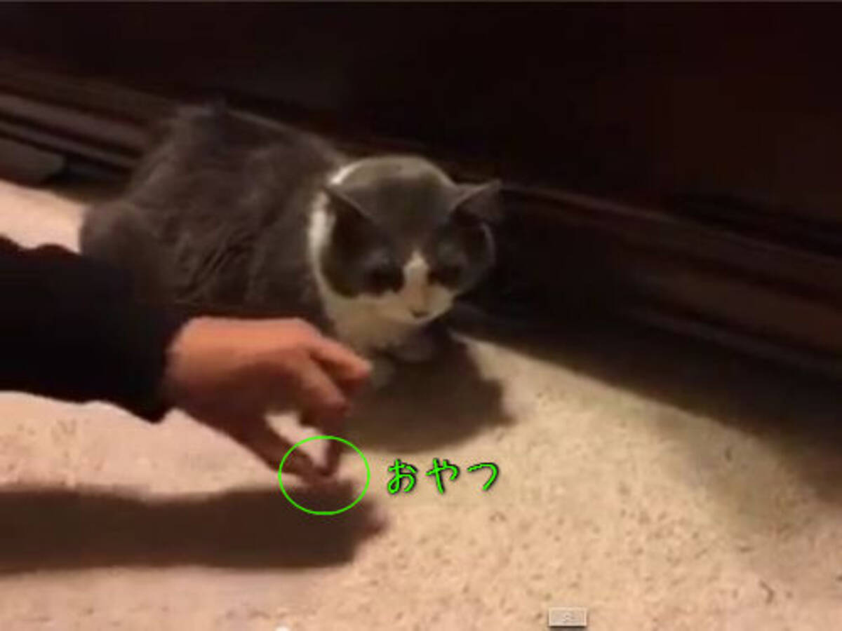 猫におやつをあげても 食べる前に消えてしまう なぜ あっ 動画 15年2月18日 エキサイトニュース