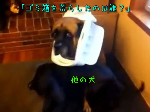 犬に サンダルをかじったのは誰 と聞いたら バレバレな犯人 動画 19年3月31日 エキサイトニュース