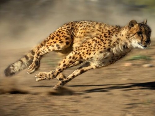 見とれてしまうほどの美しい筋肉 地上最速の動物 チーター の超スローモーション動画が必見すぎる 12年12月1日 エキサイトニュース