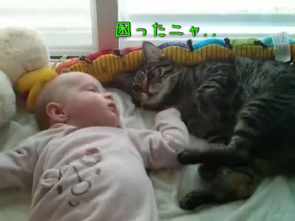 猫 赤ちゃんの寝相が悪いな どうしようかな うわっ そんなバカなー 動画 15年3月14日 エキサイトニュース