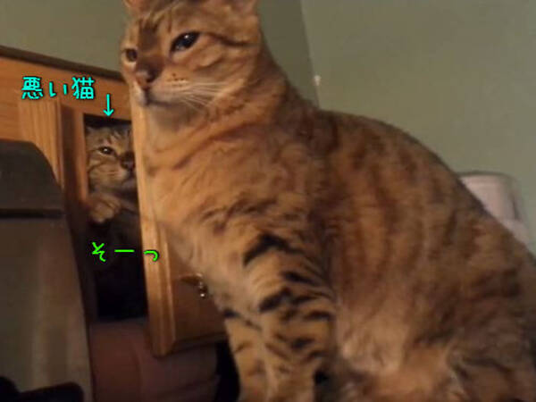恐ろしいネコパンチ 見えないところから猫が狙ってる 動画 15年3月17日 エキサイトニュース