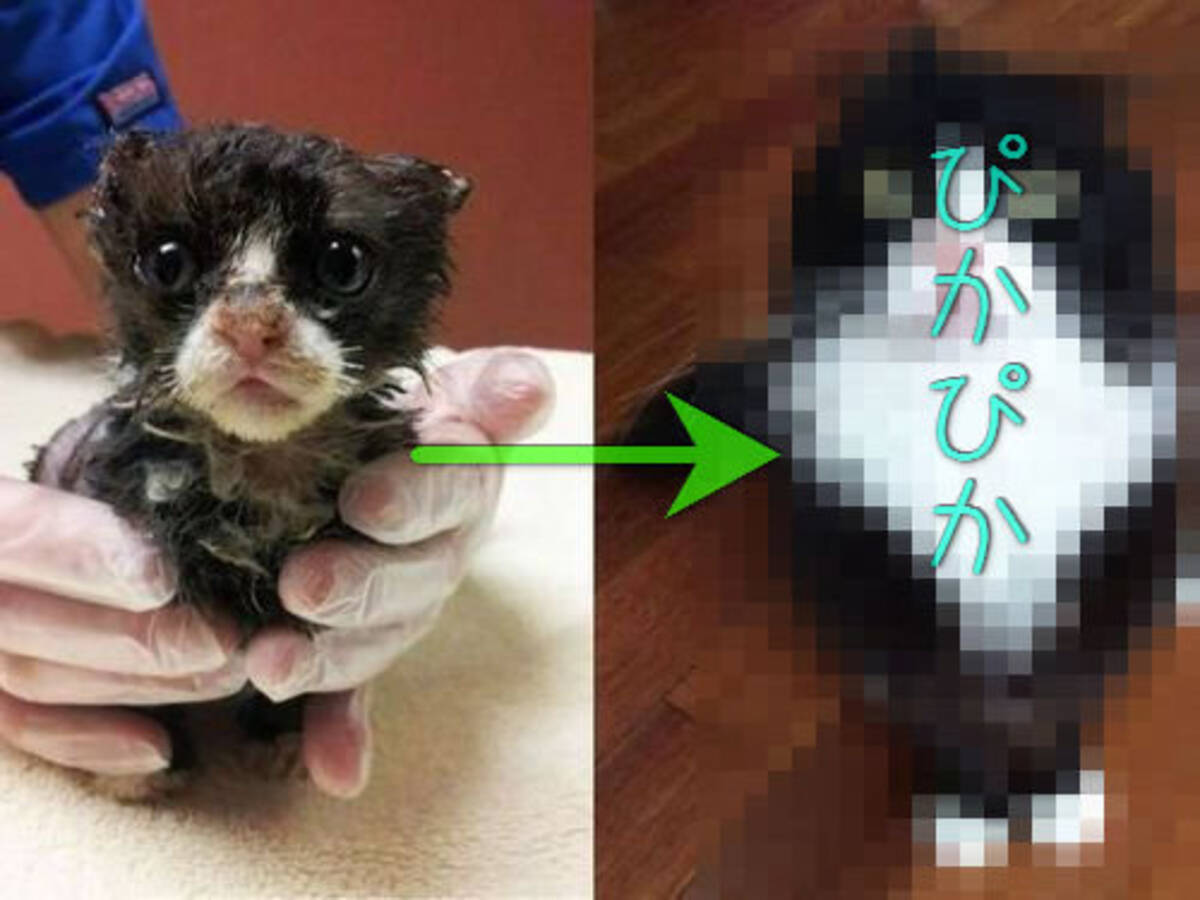 よかったね 救助された猫たちが元気いっぱいの姿になった写真15枚 15年3月25日 エキサイトニュース