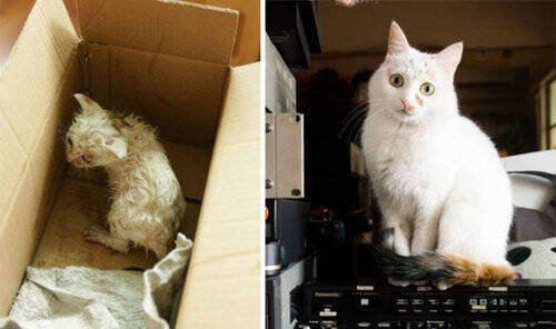 よかったね 救助された猫たちが元気いっぱいの姿になった写真15枚 15年3月25日 エキサイトニュース