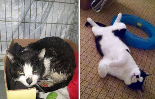よかったね 救助された猫たちが元気いっぱいの姿になった写真15枚 15年3月25日 エキサイトニュース