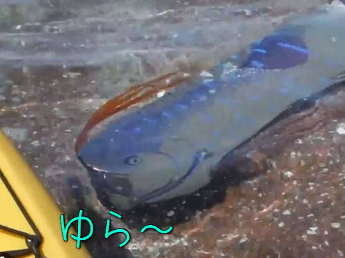 ビーチに幻の魚 リュウグウノツカイ が現れた 信じられないことに目の前を泳いでる 動画 15年4月10日 エキサイトニュース