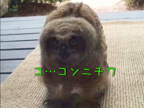 玄関を開けてみたら かわいいフクロウの赤ちゃんがいた 動画 15年4月12日 エキサイトニュース