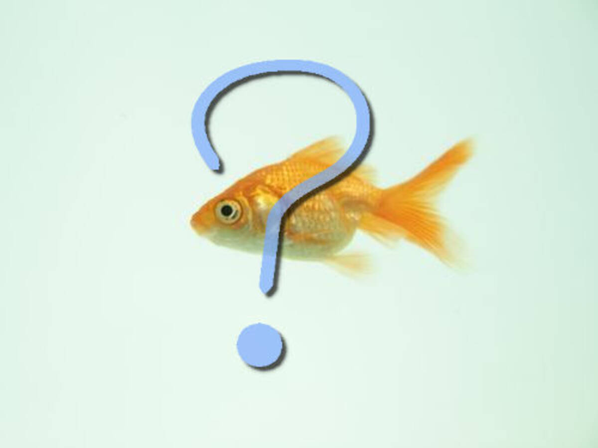 うまく泳げない金魚に 車イスに相当するものを作ってみた 感心されていたアイデア 15年5月30日 エキサイトニュース