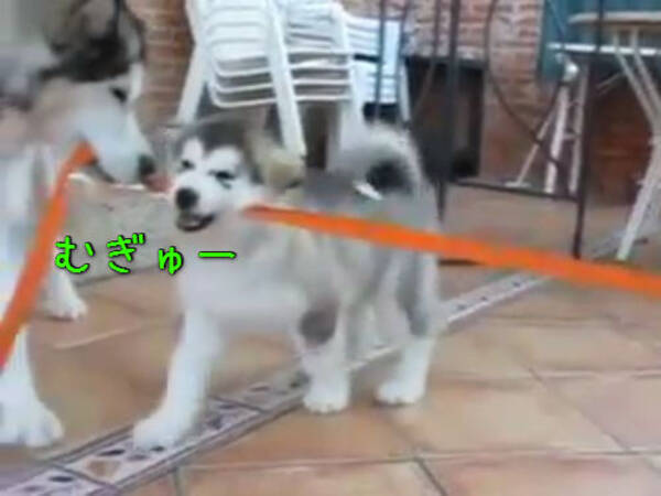 ハスキー犬のファミリーがみんなで綱引き大会 動画 15年5月31日 エキサイトニュース