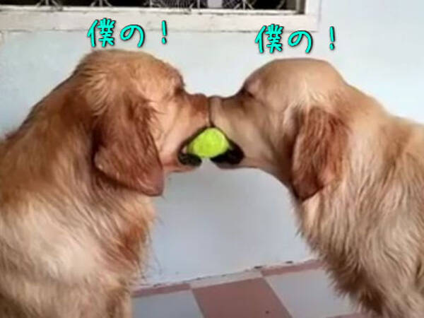 なんだこれ ボールを奪い合う2匹の犬 そこへ3匹目が現れ 奇跡を起こす 動画 15年6月10日 エキサイトニュース