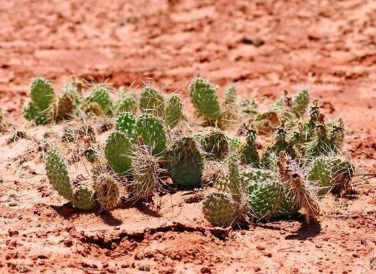 え サハラ砂漠ではサボテンは1本も育たないの 海外の反応 15年6月11日 エキサイトニュース
