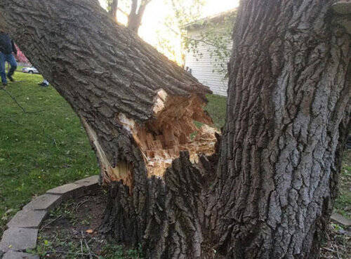いきなり木の枝が家を突き破ってきた 3秒で解決したのがこの写真 15年6月13日 エキサイトニュース