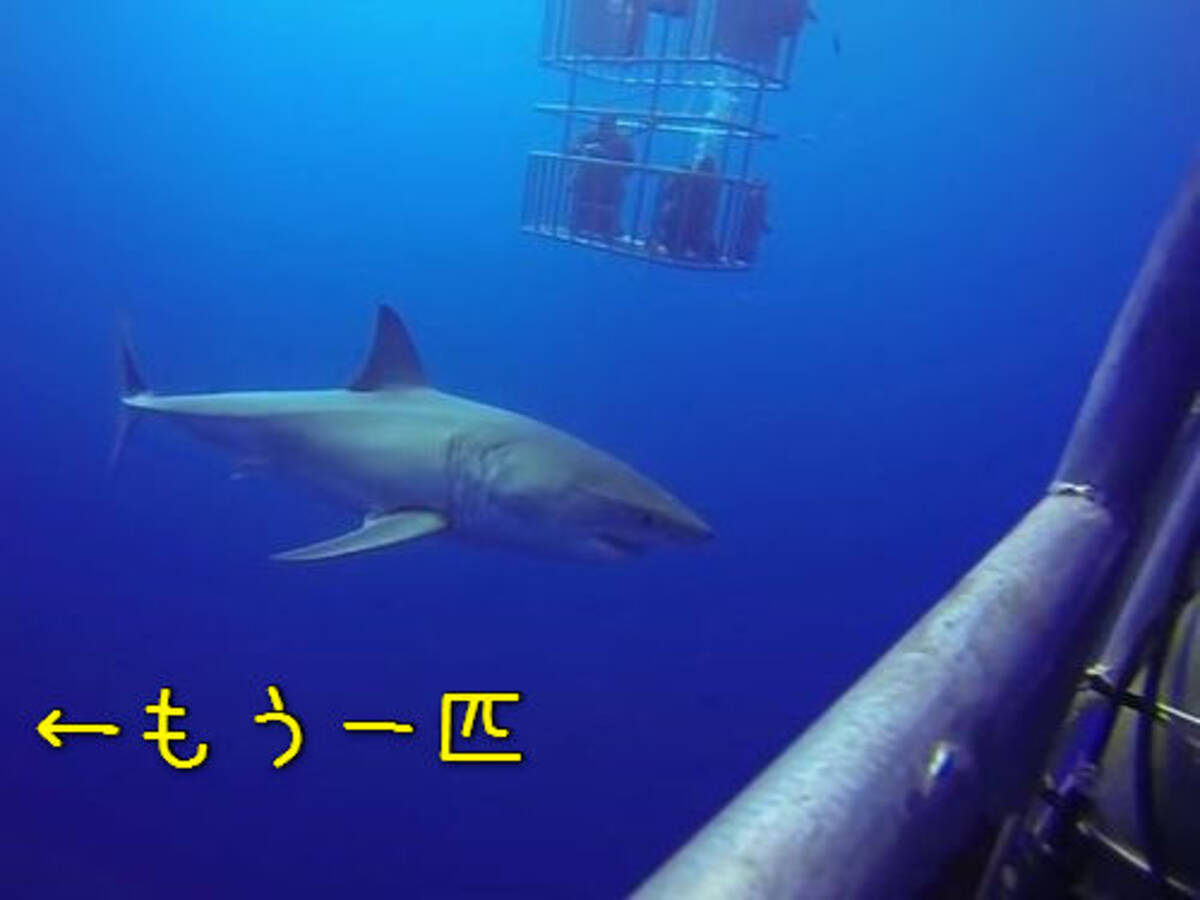 サメこわっ 海中でホホジロザメを撮影していたら そっちはおとりだった 動画 2015年6月19日 エキサイトニュース