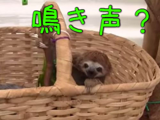 ハイエナの赤ちゃんって こんなにかわいいんだね 動画 13年3月24日 エキサイトニュース