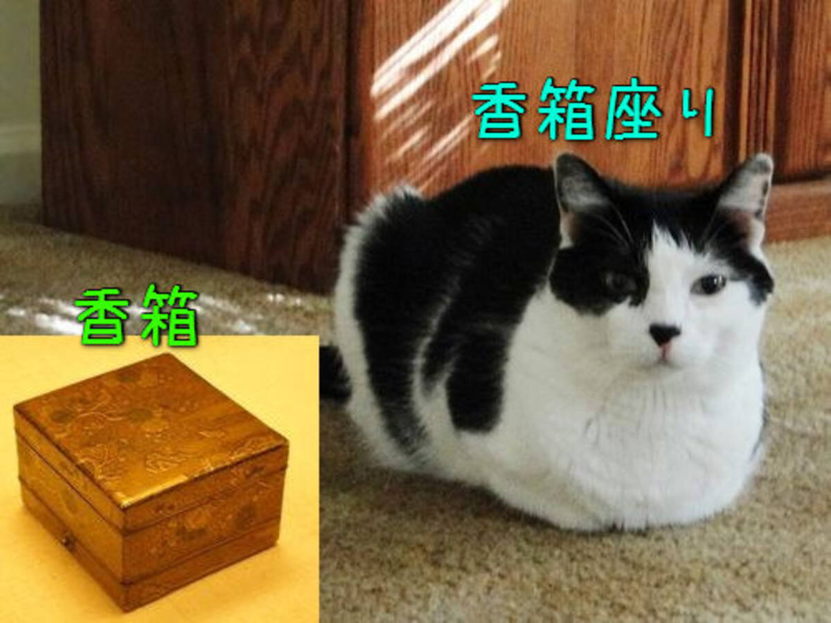 猫のあの座り方を英語で パンの塊 と呼ぶ その理由がわかる写真いろいろ 15年7月9日 エキサイトニュース