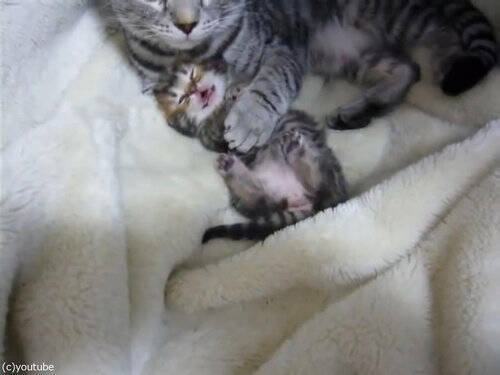 夢見る子猫を ぎゅーっ と抱きしめるママ猫 動画 15年8月4日 エキサイトニュース
