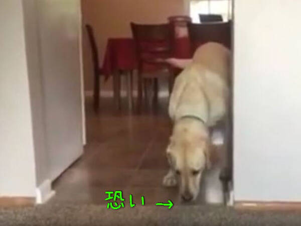 部屋に入れない カーペット恐怖症の犬が考え出したアイデアがかわいい 動画 15年8月17日 エキサイトニュース