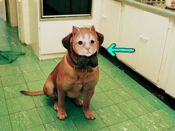 犬に猫マスクを付けてみたよ いろんな意味で人気が止まらない写真 15年8月21日 エキサイトニュース