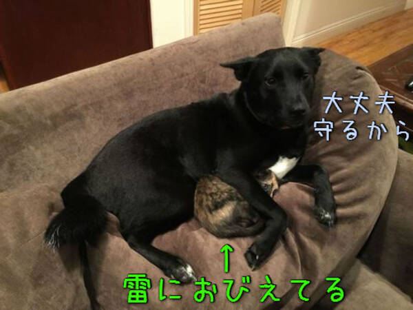 雷におびえる猫を抱きしめる犬 大丈夫 守るからね 直後に急展開 あれ 15年8月27日 エキサイトニュース