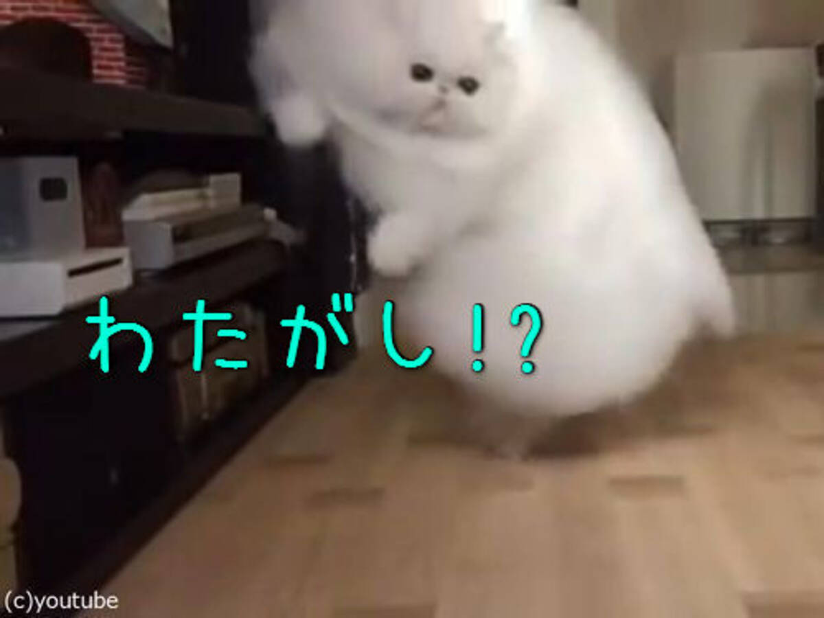 白くて毛がフワフワの猫が跳ねまわると 綿菓子のようになる 動画 15年9月11日 エキサイトニュース