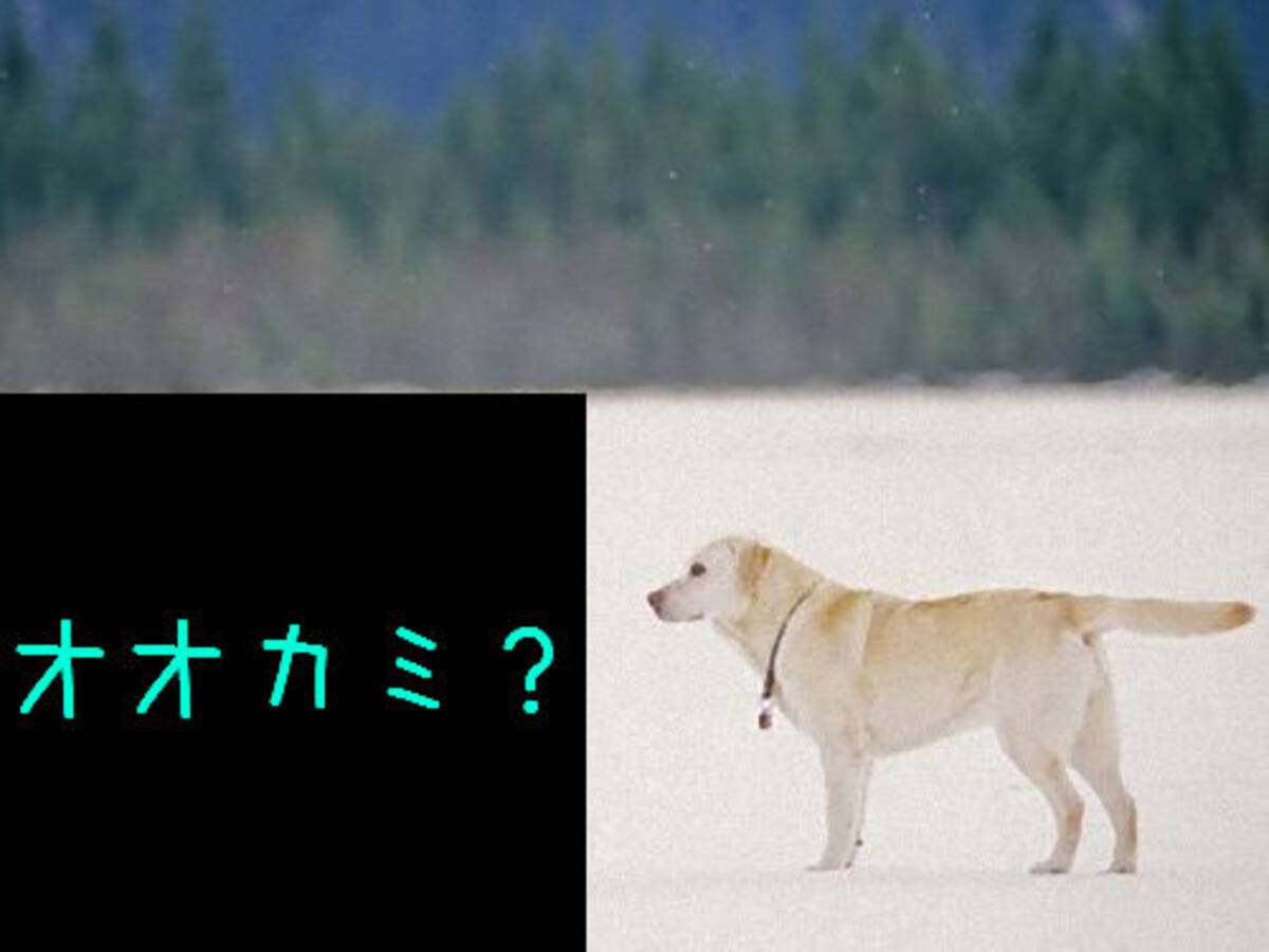 野生のオオカミと犬が見つめ合っている 神秘的な写真だと話題の1枚 15年10月1日 エキサイトニュース 2 2