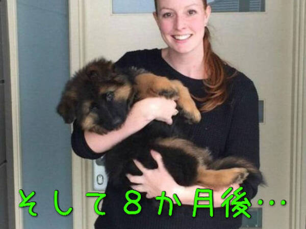 シェパードの子犬を飼ったよ 8か月後 ええっ こんなに ビフォー アフター写真 15年10月10日 エキサイトニュース