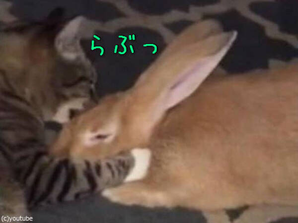 猫がウサギを愛しすぎちゃった 大の仲良しな2匹 動画 15年10月17日 エキサイトニュース