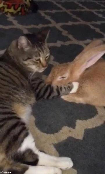 猫がウサギを愛しすぎちゃった 大の仲良しな2匹 動画 15年10月17日 エキサイトニュース