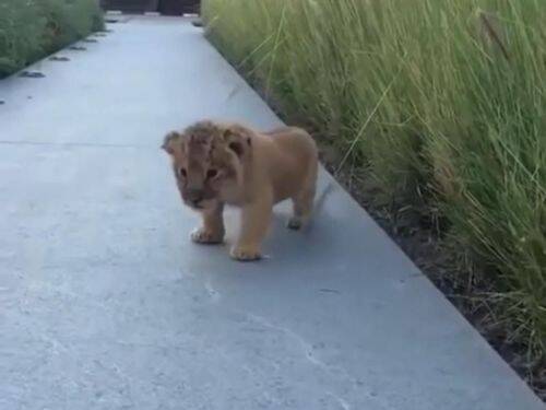 ライオンの赤ちゃん吠える これ以上なく小さな声で 動画 15年10月19日 エキサイトニュース