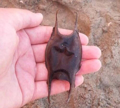 浜辺で見かける 人魚の財布 と呼ばれる生命体 その正体は 15年10月29日 エキサイトニュース