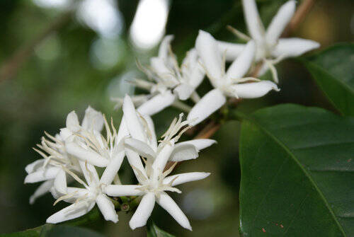 コーヒーの花は何色か知ってる コーヒーの木にはこんな花が咲く 15年11月5日 エキサイトニュース