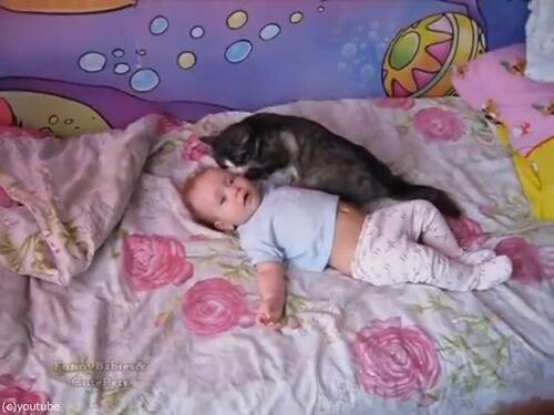 わんわん泣く赤ちゃんをあやす これはやさしい猫 動画 15年11月12日 エキサイトニュース