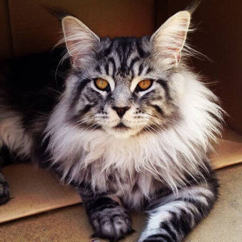フワフワに決まってる ライオンみたいなタテガミを持つ猫たちの写真いろいろ 15年12月21日 エキサイトニュース