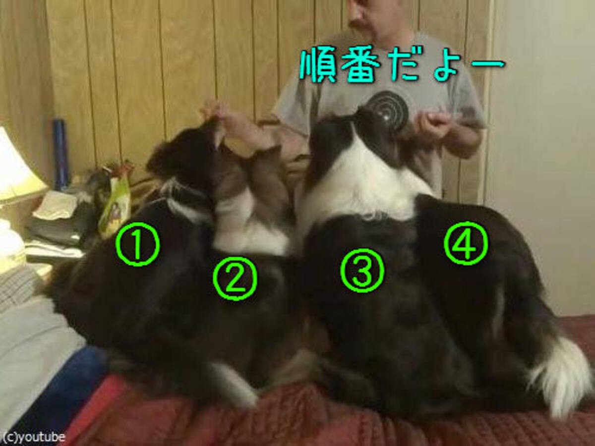 この犬 ずるいけど賢い 食いしん坊ならではの知恵 動画 15年12月23日 エキサイトニュース