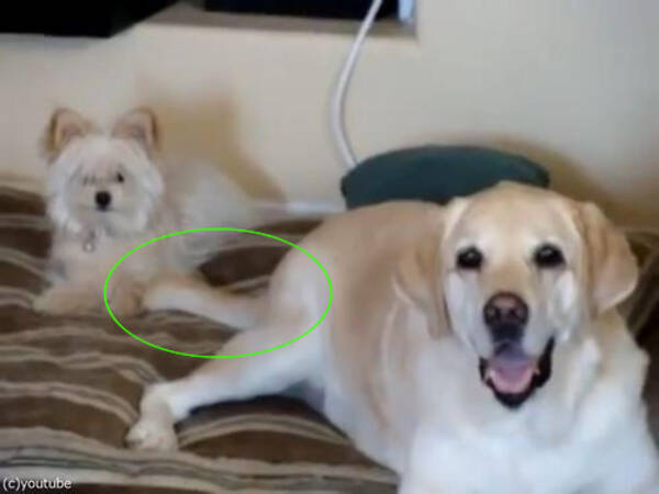 犬が喜んでしっぽを振る 後ろの犬を連続攻撃 おいやめろ 動画 15年12月29日 エキサイトニュース